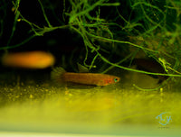 Load image into Gallery viewer, Betta Persephone Pair
