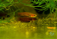 Load image into Gallery viewer, Betta Persephone Pair
