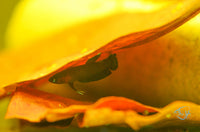 Load image into Gallery viewer, Betta Persephone Pair
