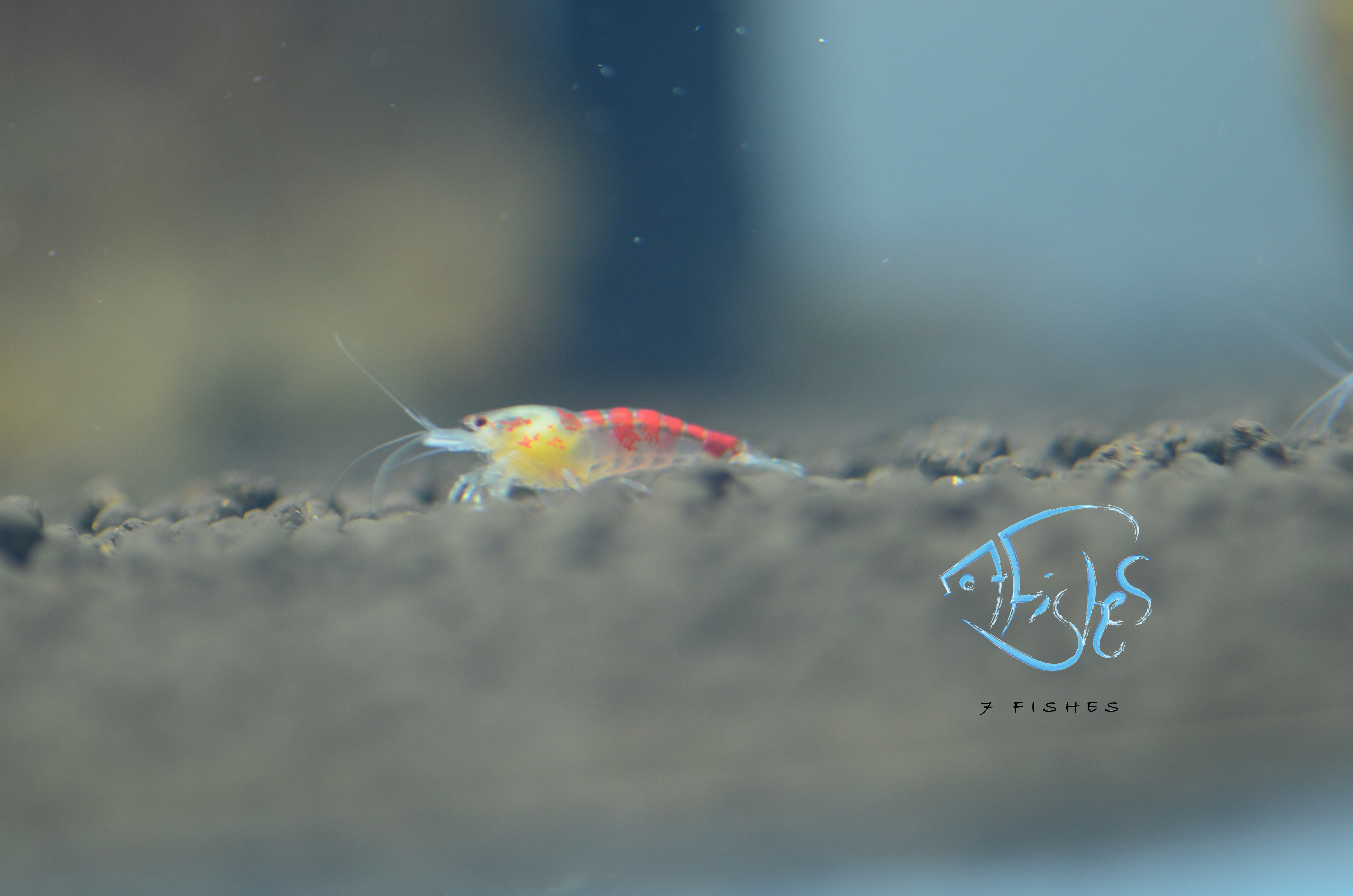 Orange Eye Red Ghost Shrimp, Caridina Shrimp