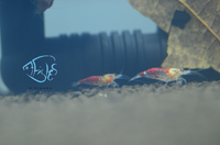 Load image into Gallery viewer, Red Calceo Shrimp
