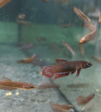 Load image into Gallery viewer, Betta Coccina
