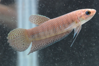 Load image into Gallery viewer, Betta Simorum
