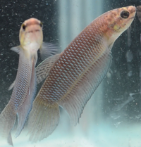 Load image into Gallery viewer, Betta Simorum
