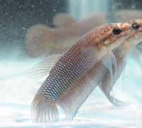 Load image into Gallery viewer, Betta Simorum
