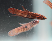 Load image into Gallery viewer, Betta Coccina
