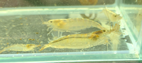 Load image into Gallery viewer, Australian Amano Shrimp &quot;Caridina Typus&quot;

