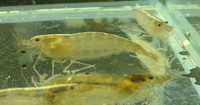 Load image into Gallery viewer, Australian Amano Shrimp &quot;Caridina Typus&quot;
