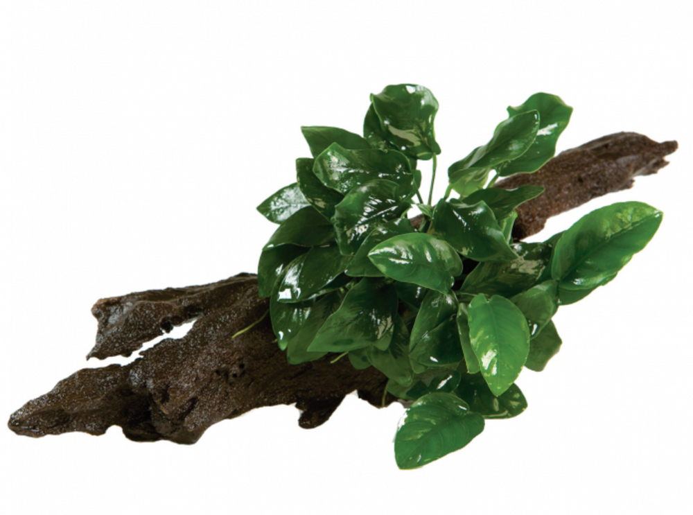 Anubias Nana on Driftwood - Small - Seven Fishes