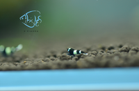 Load image into Gallery viewer, Shadow Panda Taiwan Bee Shrimp
