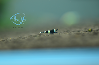 Load image into Gallery viewer, Shadow Panda Taiwan Bee Shrimp
