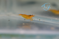 Load image into Gallery viewer, Tangerine Tiger Shrimp
