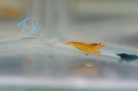 Load image into Gallery viewer, Tangerine Tiger Shrimp
