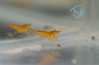 Load image into Gallery viewer, Tangerine Tiger Shrimp
