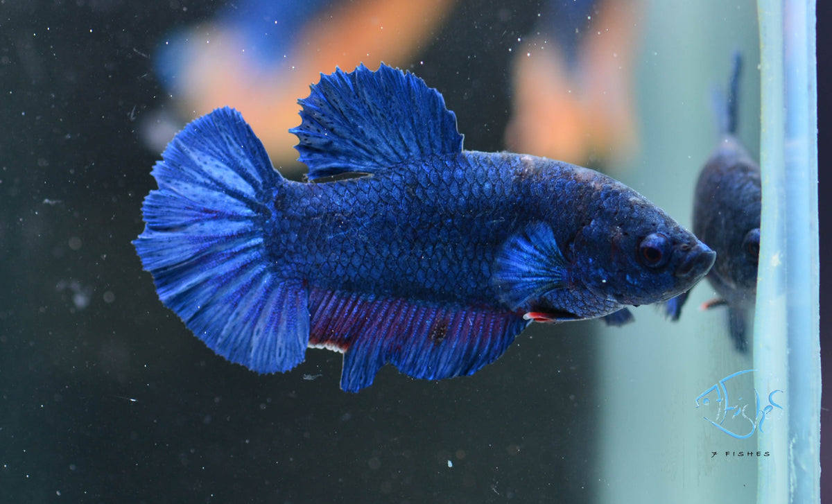 Blue HMPK Male