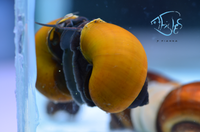 Load image into Gallery viewer, Black Foot Mystery Snails
