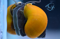 Load image into Gallery viewer, Black Foot Mystery Snails
