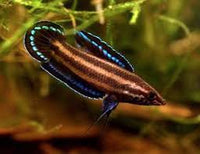 Load image into Gallery viewer, Licorice Gourami - Seven Fishes

