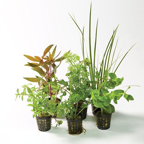 Assorted Plants