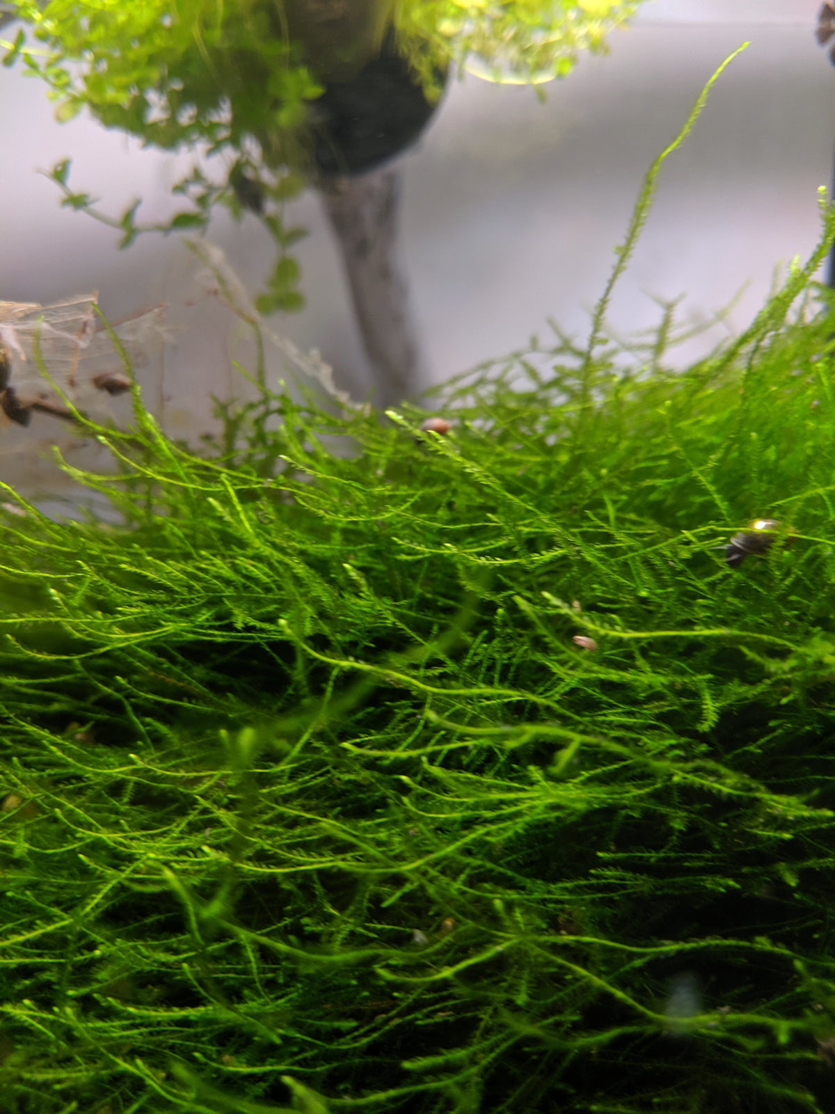 Java Moss - Seven Fishes