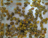 Load image into Gallery viewer, Darwin Nerite Snails - Seven Fishes
