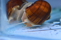 Load image into Gallery viewer, Tort Mystery Snails
