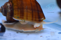 Load image into Gallery viewer, Tort Mystery Snails
