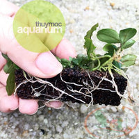 Load image into Gallery viewer, NaPad Plant Growing Pad
